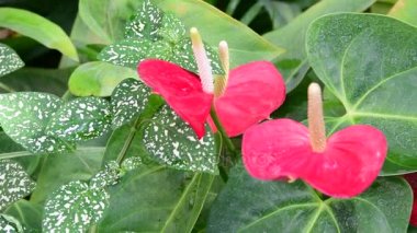 Anthurium bitkiler. Kırmızı antoryum çiçeği Botanik Bahçesi anthurium andraeanum, Yılanyastığıgiller orarum. Yeşil ve kırmızı arka plan. Tropikal bitki.