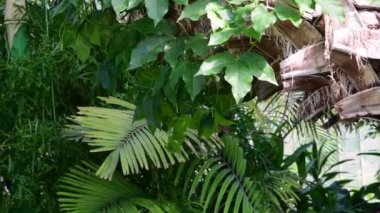 Tropikal bitki ve ağaç Botanik Bahçe. Botanik sera. 4k.