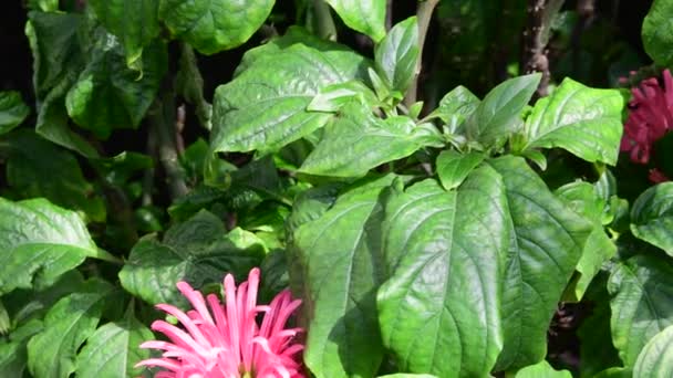 Schöne rosa tropische Pflanze. roter und grüner Hintergrund. 4k — Stockvideo
