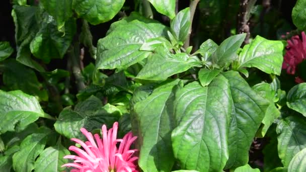 Hermosa planta tropical rosa. Fondo rojo y verde. 4K — Vídeos de Stock