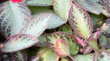 Tropikal arka plan. Yeşil yaprakları. Tropikal kavramı.