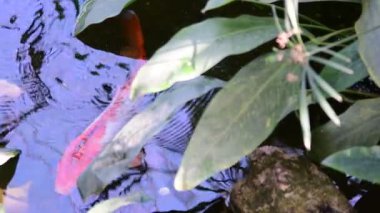 Bahçe su birikintisi içinde Koi Balık yüzme. 4k