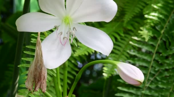 Lily. Lilium. Het draagt een aantal trompet gevormde, witte, geurende en uiterlijke geconfronteerd met bloemen. 4k. — Stockvideo