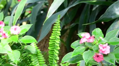 Tropik çiçekler closeup. Güzel tropikal arka plan. Pembe ve yeşil arka plan. 4k.