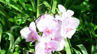 Tropik çiçekler closeup. Güzel tropikal arka plan. Pembe ve yeşil arka plan. Tropikal arka plan. 4k.