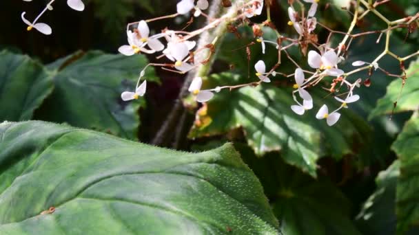 Closeup τροπικά λουλούδια. Όμορφο τροπικό φόντο. Κόκκινο και το πράσινο φόντο. Τροπικό φόντο. Μικροσκοπικές άσπρες ανθίσεις. 4k. — Αρχείο Βίντεο