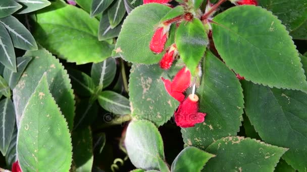 Closeup τροπικά λουλούδια. Όμορφο τροπικό φόντο. Κόκκινο και πράσινο υπόβαθρο. — Αρχείο Βίντεο
