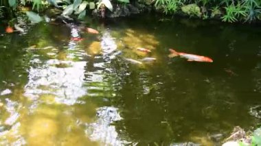 Bahçe su birikintisi içinde Koi balık Yüzme.