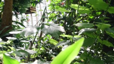 Tropikal bitki ve ağaç Botanik Bahçe. Botanik sera. Glasshouse iç. 4k.