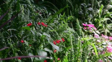 Tropikal bitki ve ağaç Botanik Bahçe. Botanik sera. Glasshouse iç. 4k.