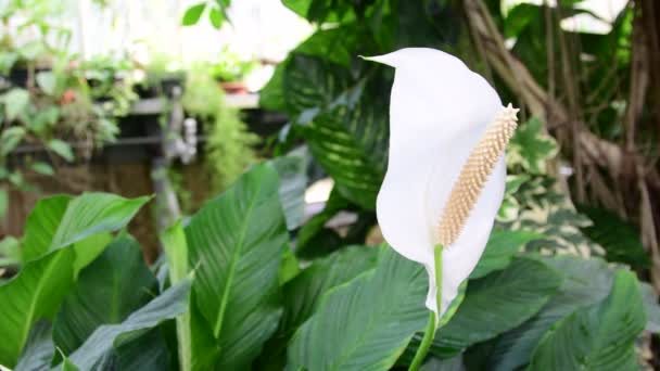 Ανθούριο λουλούδι από το φυτώριο Ανθούριο andraeanum. Λευκά λουλούδια Ανθούριο σε βοτανικό κήπο Ανθούριο andraeanum, araceae orarum. Τροπικά φυτά. συστάδα από λευκό ανθούρια λουλούδια που αυξάνεται σε ένα — Αρχείο Βίντεο