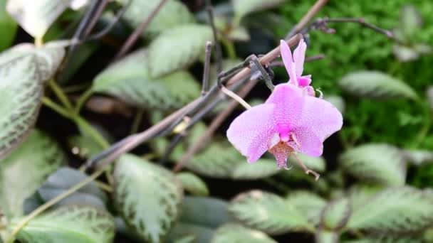 Primer plano de las flores tropicales. Hermoso fondo tropical. Fondo violeta y verde. Fondo tropical. Pequeñas flores violetas. 4K . — Vídeo de stock