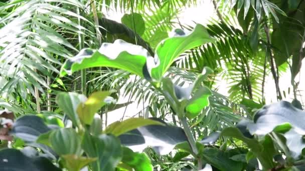 Plantas tropicales y árboles en el jardín botánico. Invernadero botánico. Interior del invernadero. Fondo tropical. 4K . — Vídeos de Stock