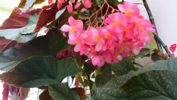 Closeup τροπικά λουλούδια. Όμορφο τροπικό φόντο. Ροζ και πράσινο φόντο. Τροπικό φόντο. Μικροσκοπικό ροζ άνθηση. 4k — Αρχείο Βίντεο