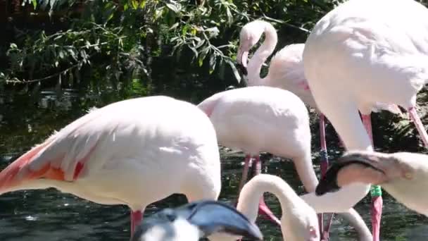 O maior flamingo Phoenicopterus roseus é a espécie mais comum da família Flamingo. Pode ser encontrada nos seguintes países: África, subcontinente indiano, Médio Oriente e Sul da Europa — Vídeo de Stock