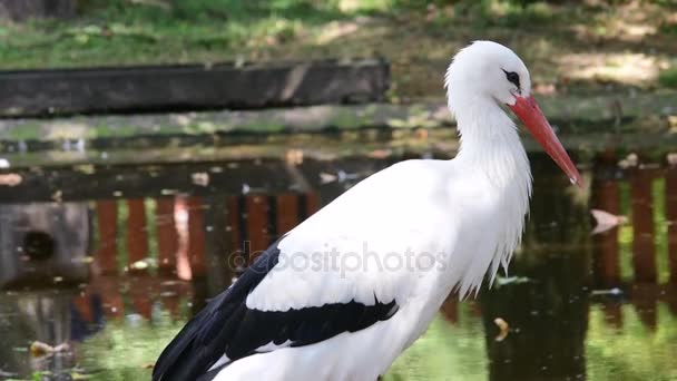 白鹳东方白鹳是一只鹳家 Ciconiidae 的大鸟。食肉动物，白鹳吃种类繁多的动物的猎物，包括昆虫、 鱼类、 两栖、 爬行类动物，小 — 图库视频影像
