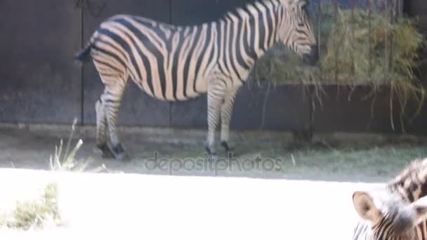 Чапманы зебра Equus quagga chapmani является подвидом зебры равнин — стоковое видео