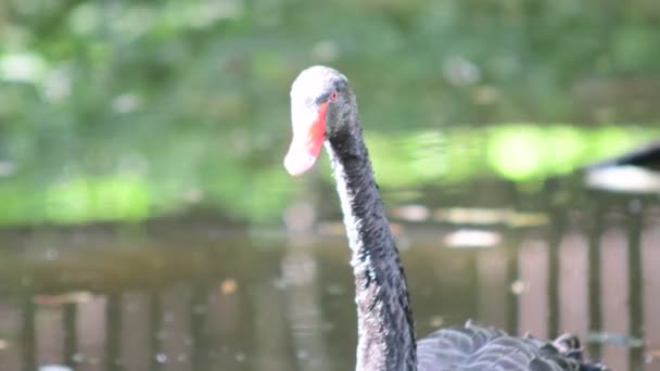The black swan Cygnus atratus is a large waterbird, a species of swan which breeds mainly in the southeast and southwest regions of Australia. Black swan in the water. Low DOF. — Stock Video