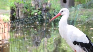 Beyaz leylek Ciconia ciconia Ciconiidae leylek ailesinde büyük bir kuştur. Bir etobur hayvan av, böcekler, balıklar, kurbağalar, sürüngenler, küçük de dahil olmak üzere geniş bir beyaz leylek yiyor