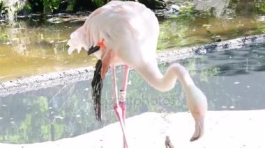 Büyük flamingo Phoenicopterus çevresi flamingo aile en yaygın türüdür. Afrika, Hindistan, Orta Doğu ve Güney Avrupa üzerinde bulunur