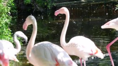 Büyük flamingo Phoenicopterus çevresi flamingo aile en yaygın türüdür. Afrika, Hindistan, Orta Doğu ve Güney Avrupa üzerinde bulunur