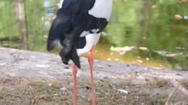 Beyaz leylek Ciconia ciconia Ciconiidae leylek ailesinde büyük bir kuştur. Bir etobur hayvan av, böcekler, balıklar, kurbağalar, sürüngenler, küçük de dahil olmak üzere geniş bir beyaz leylek yiyor