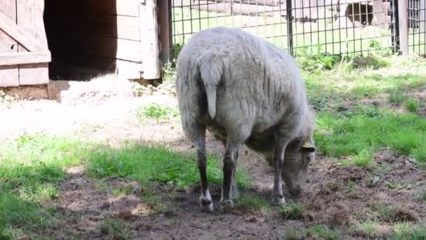 Das Schaf ovis aries ist ein vierbeiniges, wiederkäuendes Säugetier, das typischerweise als Nutztier gehalten wird. Schafe stammen höchstwahrscheinlich vom wilden Mufflon aus Europa und Asien ab. — Stockvideo