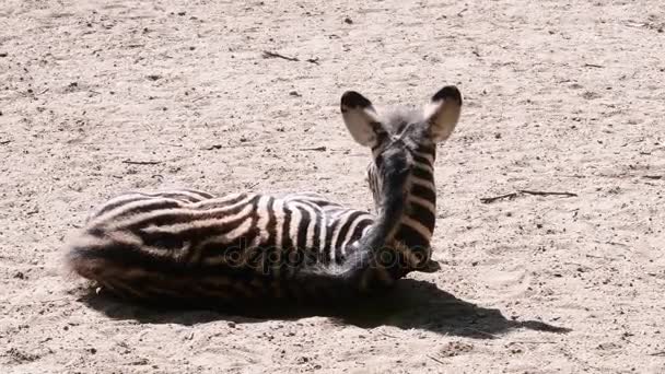 La Chapmans zebra Equus quagga chapmani è una sottospecie della zebra delle pianure. Zebra del bambino — Video Stock