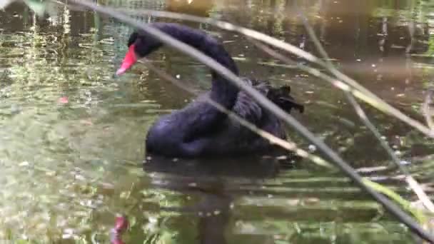 El cisne negro Cygnus atratus es una gran ave acuática, una especie de cisne que se reproduce principalmente en las regiones sureste y suroeste de Australia. Cisnes negros en el agua . — Vídeo de stock