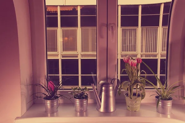 Flowers in flower pots and watering can on window ledge. Tillandsia flower and tulips. Add HDR effect.