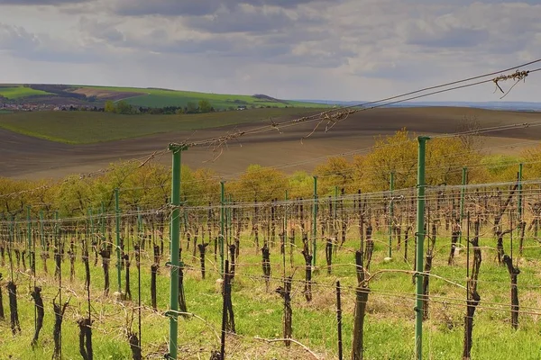 Vineyard landscape with blue sky. Vineyard rows of vines visible on the background