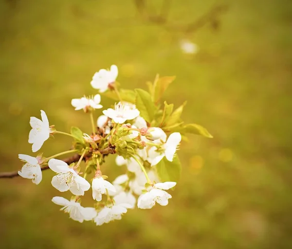 Blooming cherry tree in spring. Close-up. Cherry tree in garden. Add haze effect and other filter. — Stock Photo, Image
