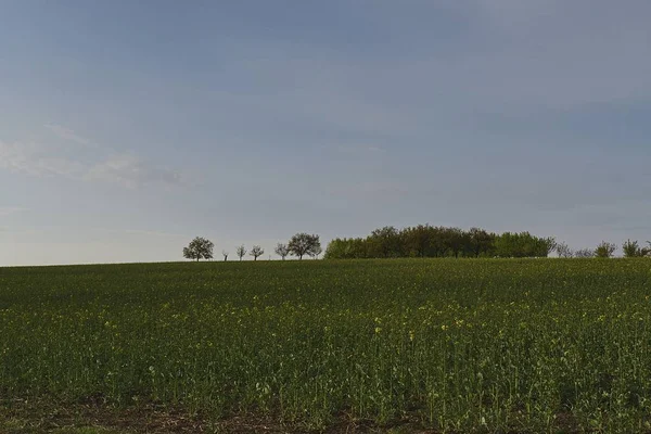 Morning in spring landscape. Moravian Tuscany, south Moravia, Czech Republic, Europe. — Stock Photo, Image