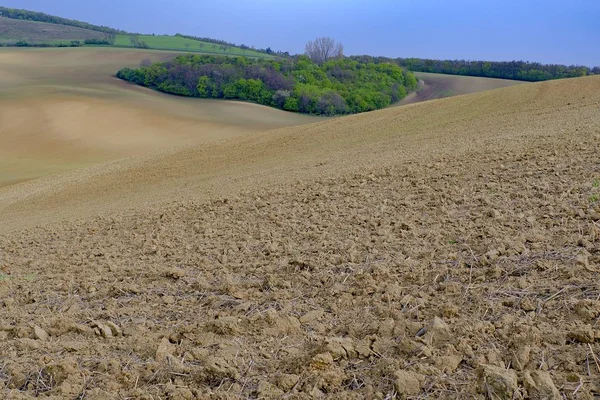 Paisagem de conto de fadas ondulada com árvores em um centro de campo. Paisagem primavera. Toscana da Morávia, sul da Morávia, República Checa, Europa . — Fotografia de Stock