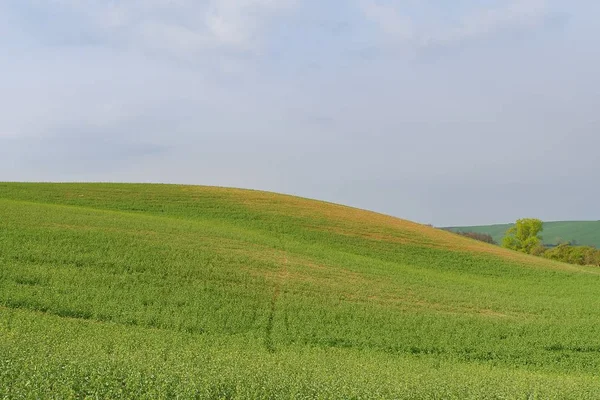 亚绿色滚动景观。春天的风景。亚托斯卡纳, 南摩, 捷克共和国, 欧洲. — 图库照片