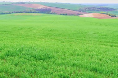 Yeşil alan South Moravia, Çek Cumhuriyeti. Tepeler yeşil çimen, alanları haddeleme ile dalgalar. Moravyalı Tuscany.
