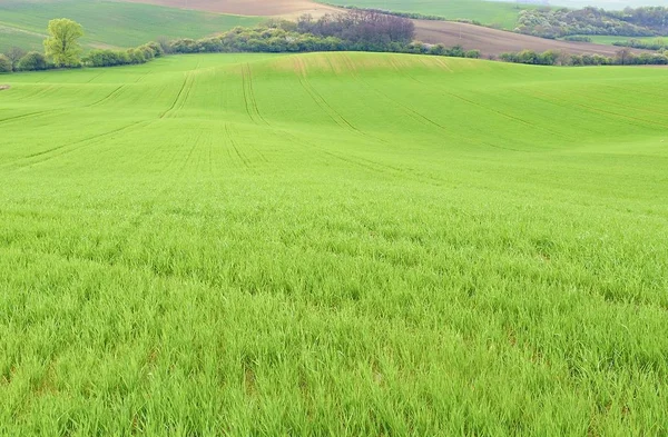 Campos verdes na Morávia do Sul, República Checa. Ondas colinas com grama verde, campos de rolamento. Toscana da Morávia . — Fotografia de Stock