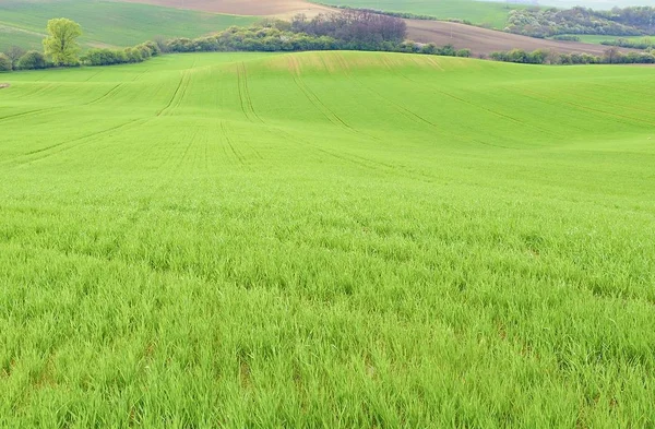 Champs verts en Moravie du Sud, République tchèque. Vagues collines avec herbe verte, champs vallonnés. Toscane morave . — Photo