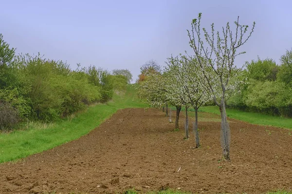 Contexto da paisagem da Morávia. Árvores florescentes. Paisagem na primavera. Toscana da Morávia, sul da Morávia, República Checa, Europa . — Fotografia de Stock