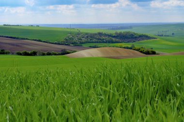 South Moravia dalgalı bahar alanları. Moravyalı Toskana, South Moravia, Çek Cumhuriyeti.