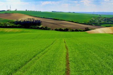 South Moravia dalgalı bahar alanları. Moravyalı Toskana, South Moravia, Çek Cumhuriyeti.