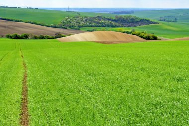 South Moravia dalgalı bahar alanları. Moravyalı Toskana, South Moravia, Çek Cumhuriyeti.