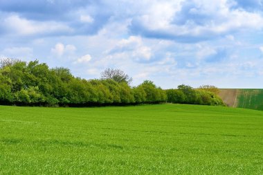 Hatları ve dalgaları ağaçları alana bilinen Moravyalı Toskana, South Moravia, Çek Cumhuriyeti ile.