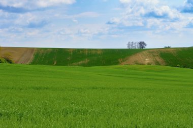 Hatları ve dalgaları ağaçları alana bilinen Moravyalı Toskana, South Moravia, Çek Cumhuriyeti ile.