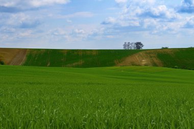Hatları ve dalgaları ağaçları alana bilinen Moravyalı Toskana, South Moravia, Çek Cumhuriyeti ile.