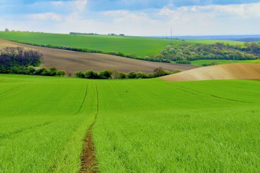 Hatları ve dalgaları ağaçları alana bilinen Moravyalı Toskana, South Moravia, Çek Cumhuriyeti ile.