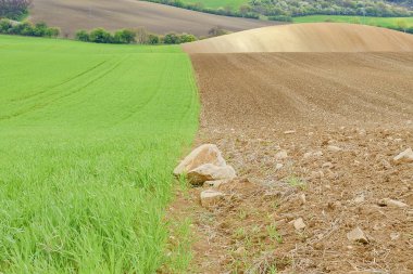 Hatları ve dalgaları ağaçları alana bilinen Moravyalı Toskana, South Moravia, Çek Cumhuriyeti ile.