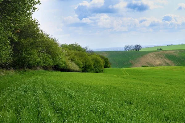Champs verts en Moravie du Sud, République tchèque. Vagues collines avec herbe verte, champs vallonnés. Toscane morave . — Photo