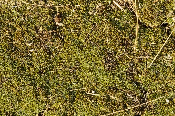 O musgo verde na madeira. Fundo musgo . — Fotografia de Stock