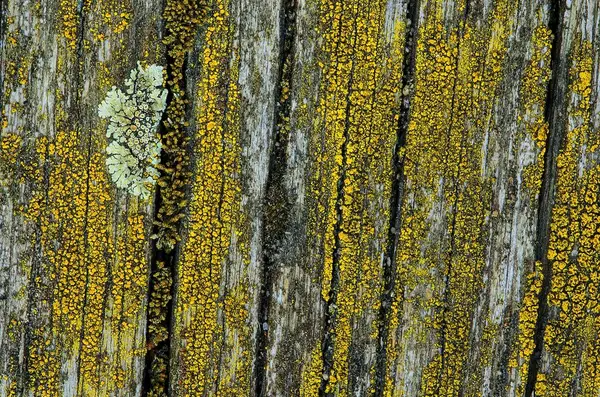 Vieille texture de bois et lichen sec. Panneaux de bois texture fond . — Photo